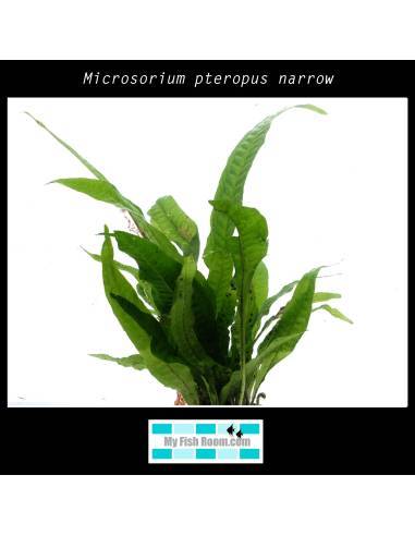 Microsorium pteropus narrow