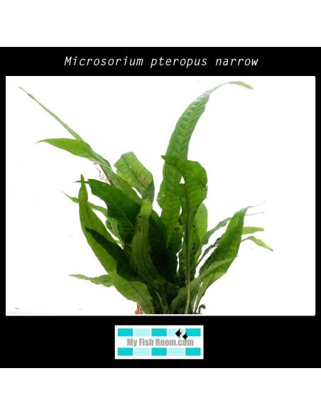Microsorium pteropus narrow