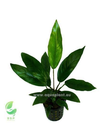 Anubias barteri glabra