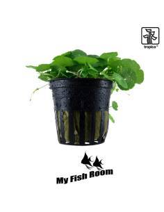 Hydrocotyle verticillata - Tropica Dinamarca