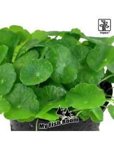 Hydrocotyle verticillata - Tropica Dinamarca 2