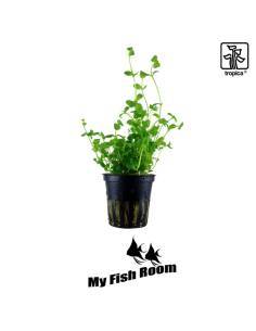 Bacopa australis - Tropica Dinamarca