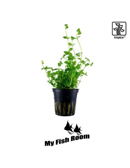 Bacopa australis - Tropica Dinamarca