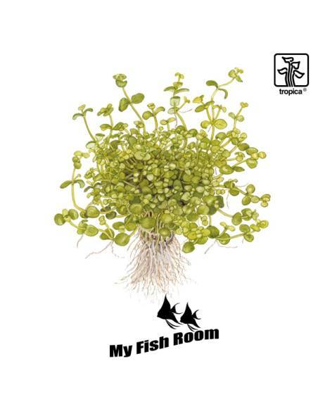 Bacopa australis - Tropica Dinamarca