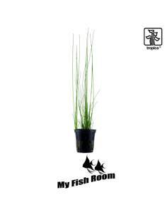 Eleocharis montevidensis - Tropica Dinamarca