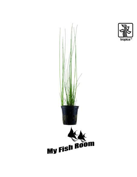 Eleocharis montevidensis - Tropica Dinamarca