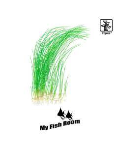 Eleocharis montevidensis - Tropica Dinamarca 2