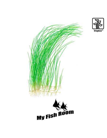 Eleocharis montevidensis - Tropica Dinamarca