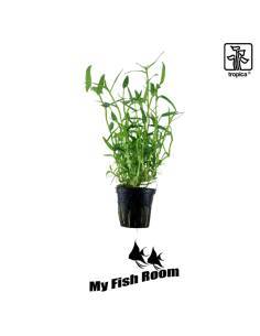 Eleocharis montevidensis - Tropica Dinamarca