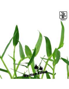 Eleocharis montevidensis - Tropica Dinamarca 2