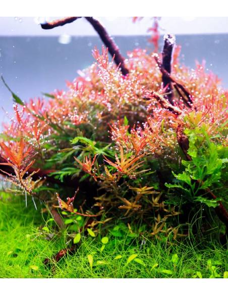 Twinstar Light 600 EC IV - Pantalla LED 60cm