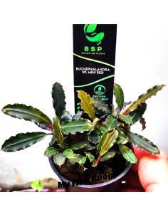Bucephalandra mini RED
