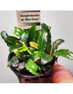 Bucephalandra blue green
