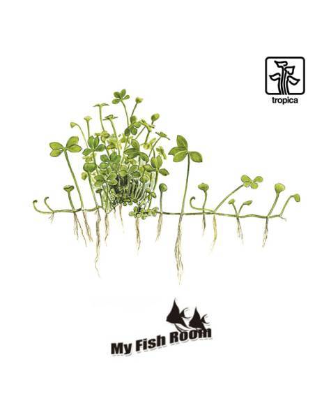 Marsilea hirsuta  1-2 Grow! Tropica Dinamarca