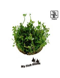 Marsilea hirsuta  1-2 Grow! Tropica Dinamarca 2