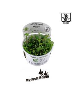 Marsilea hirsuta  1-2 Grow! Tropica Dinamarca