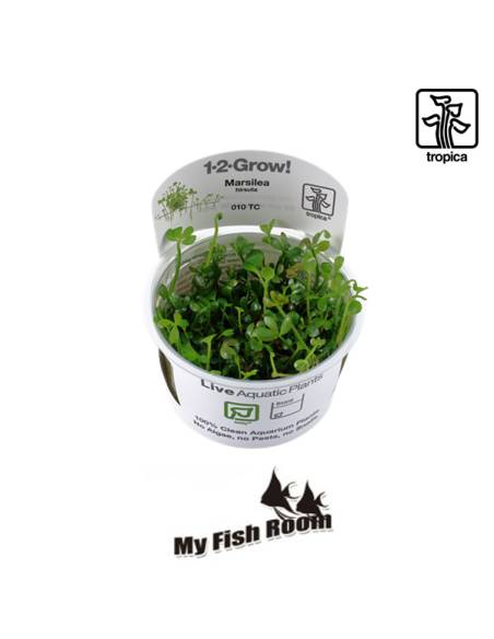 Marsilea hirsuta  1-2 Grow! Tropica Dinamarca