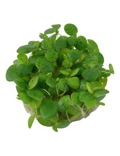 Limnobium laevigatum 1-2 Grow! planta flotante  Tropica Dinamarca 2