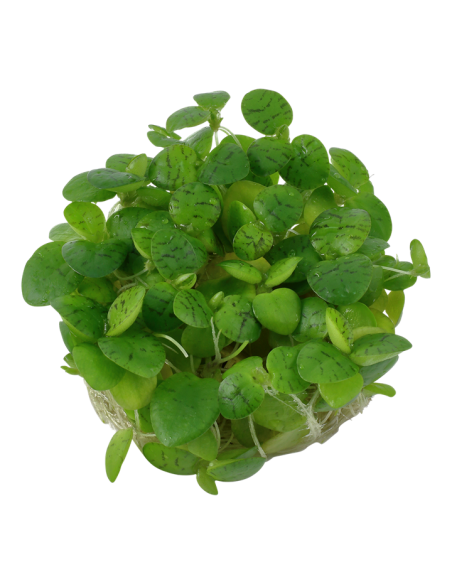 Limnobium laevigatum 1-2 Grow! planta flotante  Tropica Dinamarca