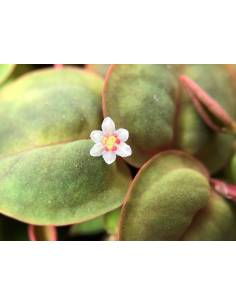 Phyllanthus fluitans 1-2 Grow! planta flotante  Tropica Dinamarca 2