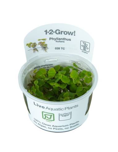 Phyllanthus fluitans 1-2 Grow! planta flotante  Tropica Dinamarca