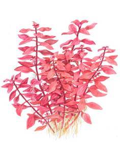Ludwigia palustris 'Super Red' - Tropica Dinamarca 2