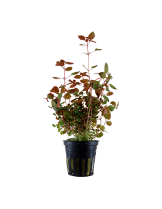 Ludwigia palustris 'Super Red' - Tropica Dinamarca