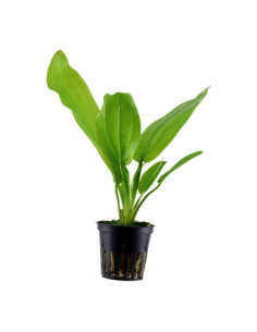 Echinodorus cordifolius 'Fluitans' - Tropica Dinamarca