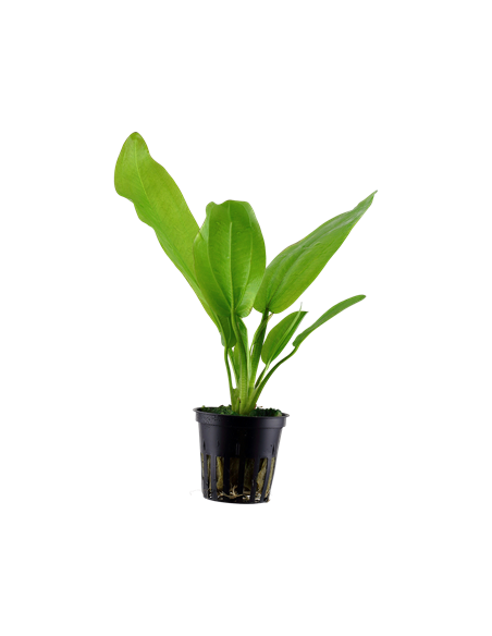 Echinodorus cordifolius 'Fluitans' - Tropica Dinamarca