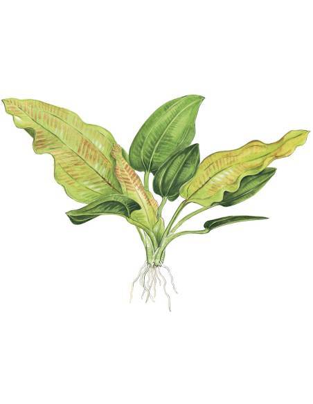 Echinodorus cordifolius 'Fluitans' - Tropica Dinamarca