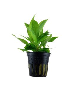 Hygrophila corymbosa 'Stricta' - Tropica Dinamarca