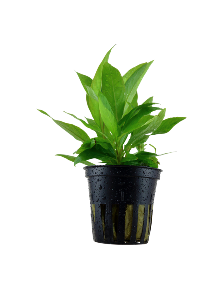Hygrophila corymbosa 'Stricta' - Tropica Dinamarca