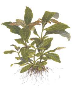 Hygrophila corymbosa 'Stricta' - Tropica Dinamarca 2