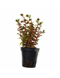 Rotala sp. Blood Red  plantas acuáticas para acuario en maceta