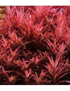 Rotala sp. Blood Red  plantas acuáticas para acuario en maceta 2