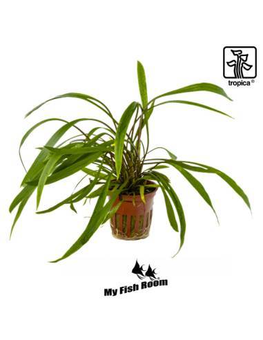 Cryptocoryne spiralis RED Limited Edition - Tropica Dinamarca