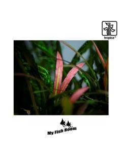 Cryptocoryne spiralis RED Limited Edition - Tropica Dinamarca 2