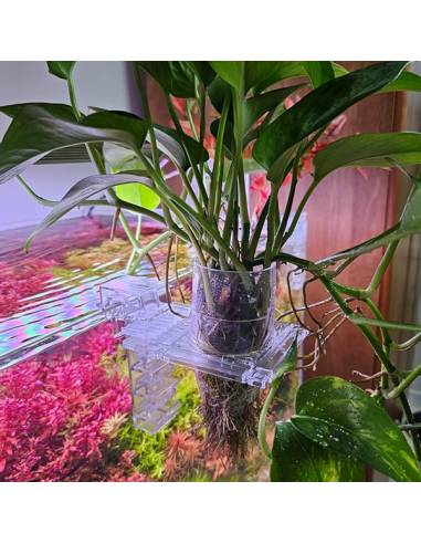 Aqua Wave varius - sistema plantación en emergido