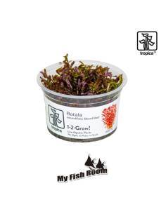 Rotala rotundifolia 'Blood Red' 1-2 Grow! Tropica Dinamarca