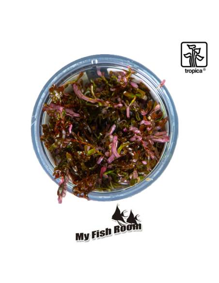Rotala rotundifolia 'Blood Red' 1-2 Grow! Tropica Dinamarca