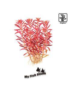 Rotala rotundifolia 'Blood Red' 1-2 Grow! Tropica Dinamarca 2