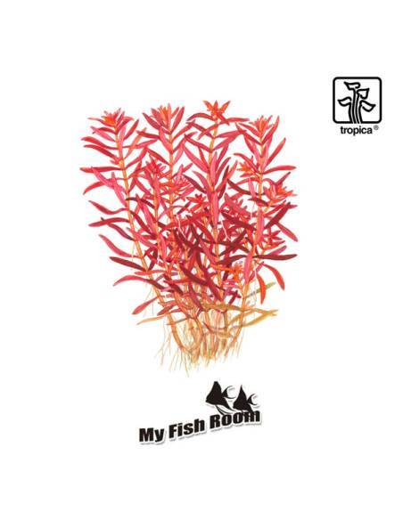 Rotala rotundifolia 'Blood Red' 1-2 Grow! Tropica Dinamarca