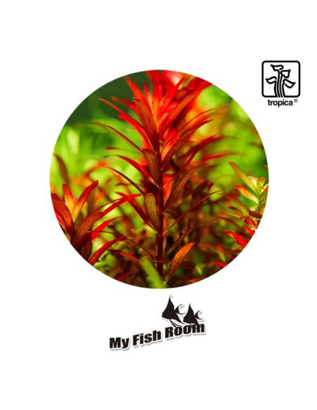 Rotala rotundifolia 'Blood Red' 1-2 Grow! Tropica Dinamarca
