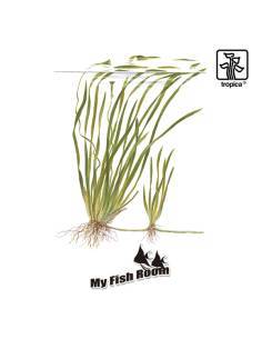 Vallisneria spiralis 'Tiger' - Tropica Dinamarca