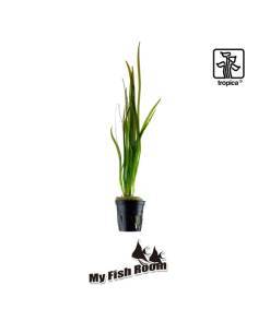 Vallisneria spiralis 'Tiger' - Tropica Dinamarca 2