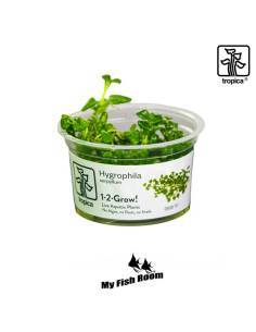 Hygrophila serpyllum 1-2 Grow! Tropica Dinamarca
