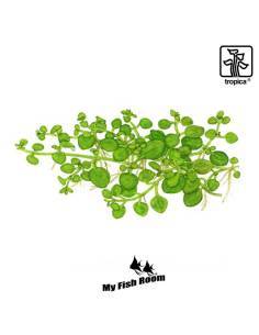 Hygrophila serpyllum 1-2 Grow! Tropica Dinamarca 2