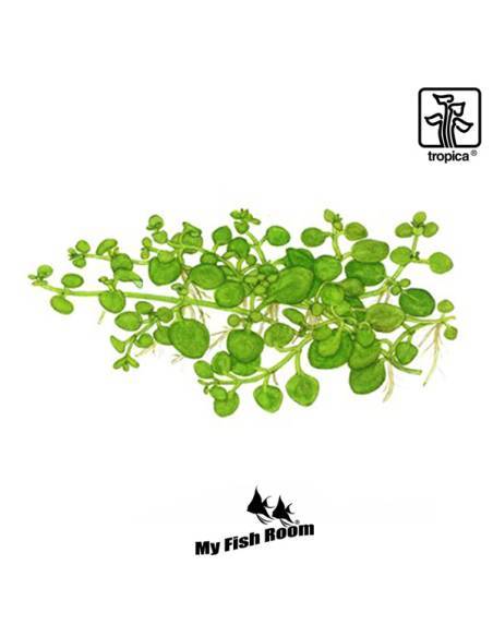 Hygrophila serpyllum 1-2 Grow! Tropica Dinamarca