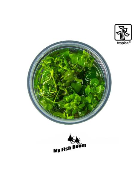 Hygrophila serpyllum 1-2 Grow! Tropica Dinamarca