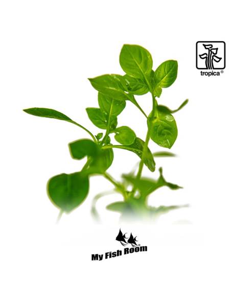 Ludwigia palustris 'Green' - Tropica Dinamarca